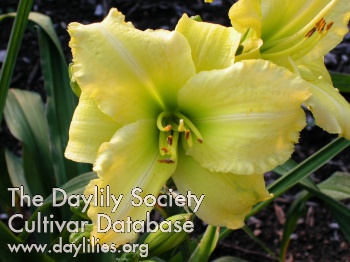 Daylily Imperial Lemon